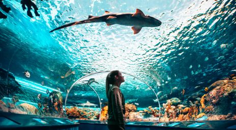 Fille regardant un requin à l'aquarium