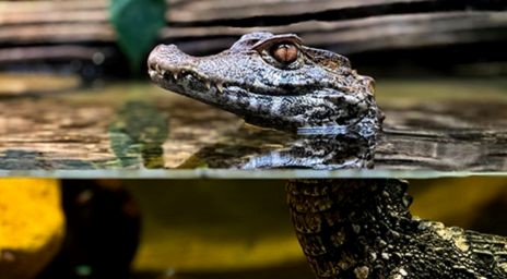 La tête de Caimon jetant un coup d’œil sur l’eau