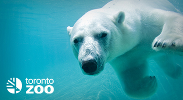 Ours polaire nageant sous l’eau